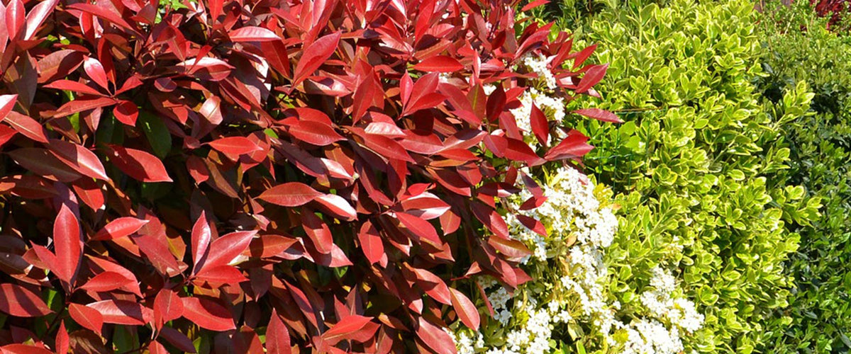 Photinia 'Red Robin' Mini Topiary Standard 25/30cm