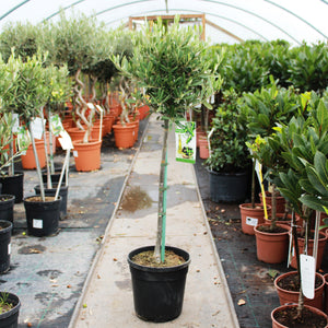 Olive Tree / Olea europaea Standard : 5L : 65-75cm High (exc pot)