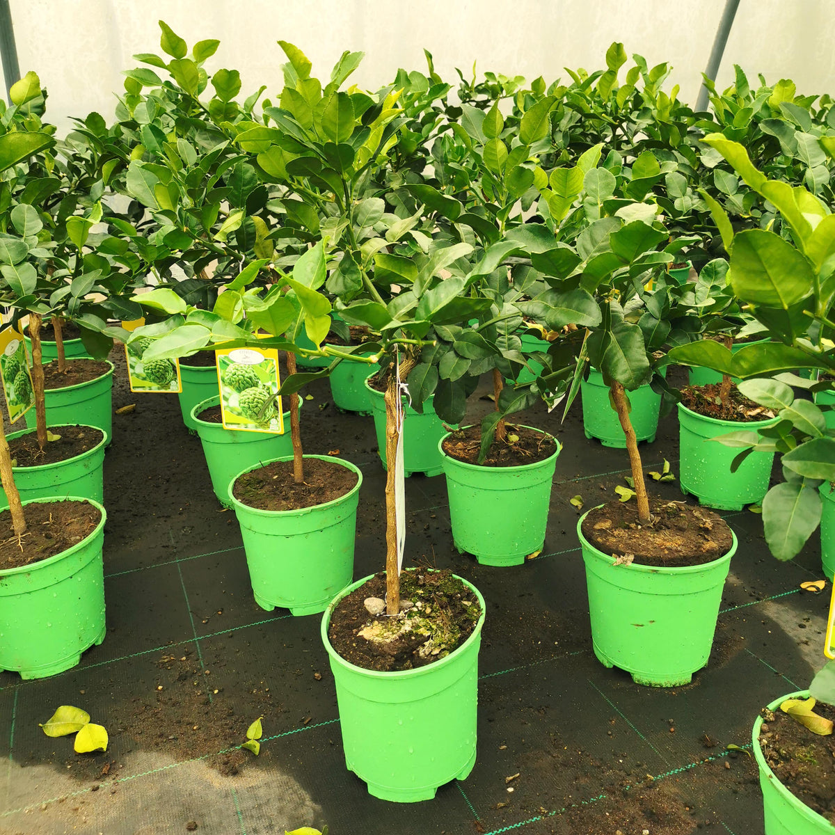Citrus hystrix / Kaffir Lime Ministem 2L 2035cm High (exc pot