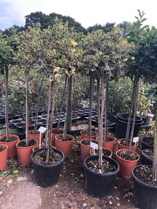 Ilex aquifolium 'Aureomarginata' / Holly Standard : 18L Pot : 120-130cm High (exc pot)
