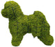 Topiary Dog Bichon Frise