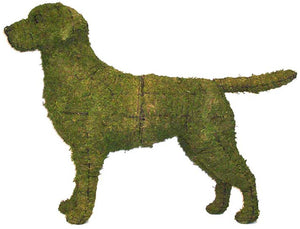 Topiary Dog Labrador Retriever