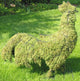Topiary Rooster / Cockerel