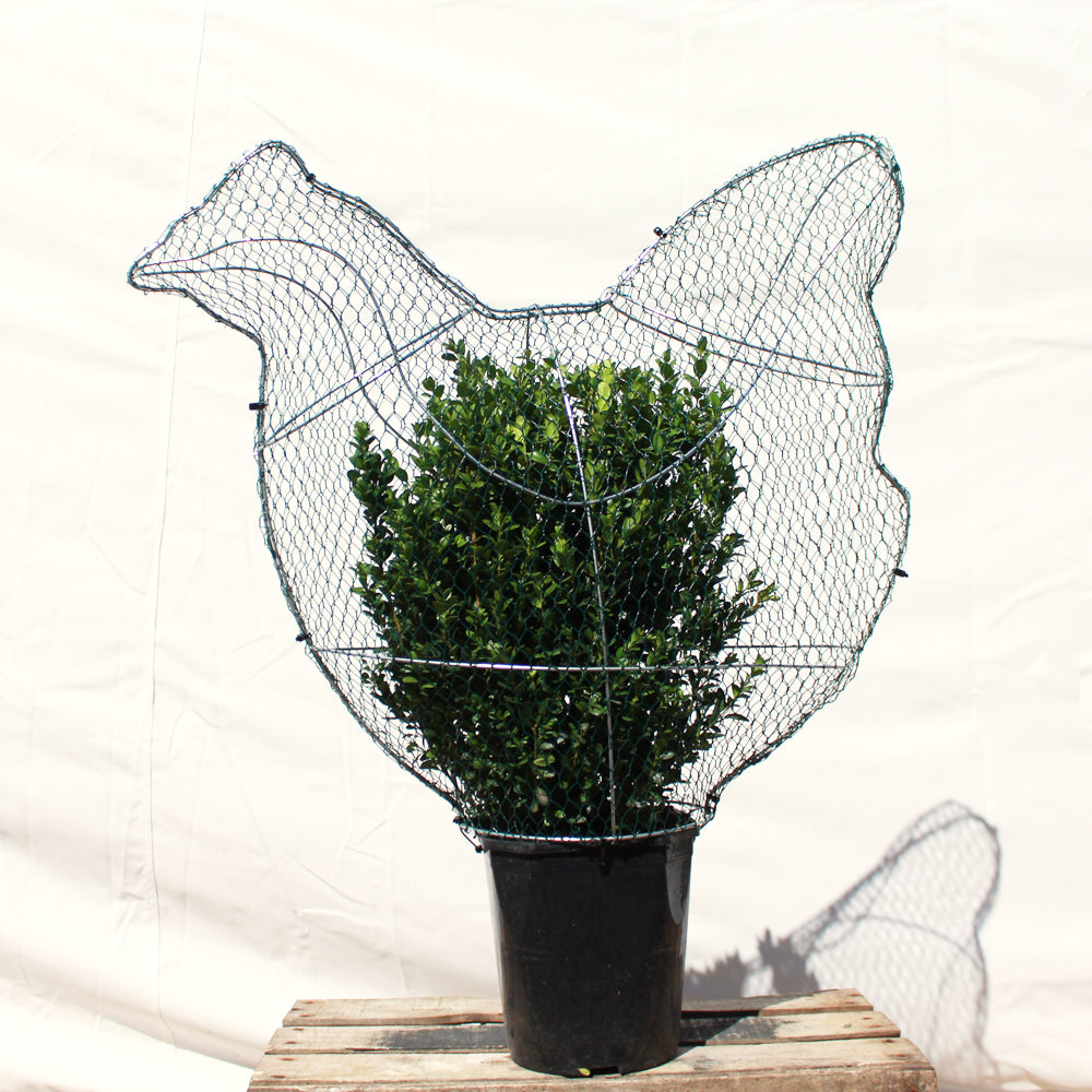 Chicken/Hen Frame Extra Large 60cm High Top Topiary