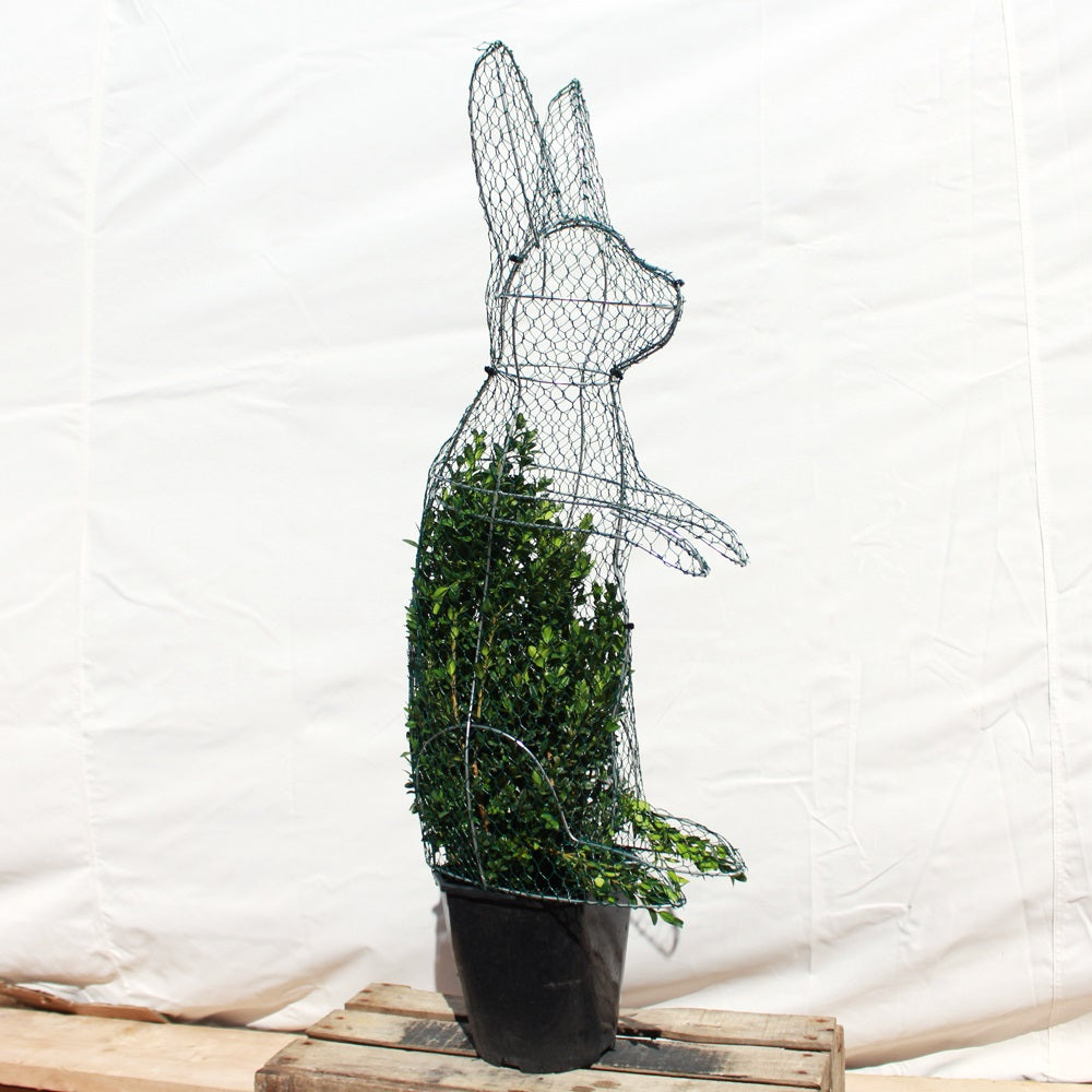 Rabbit Frame Extra Large 80cm High Top Topiary