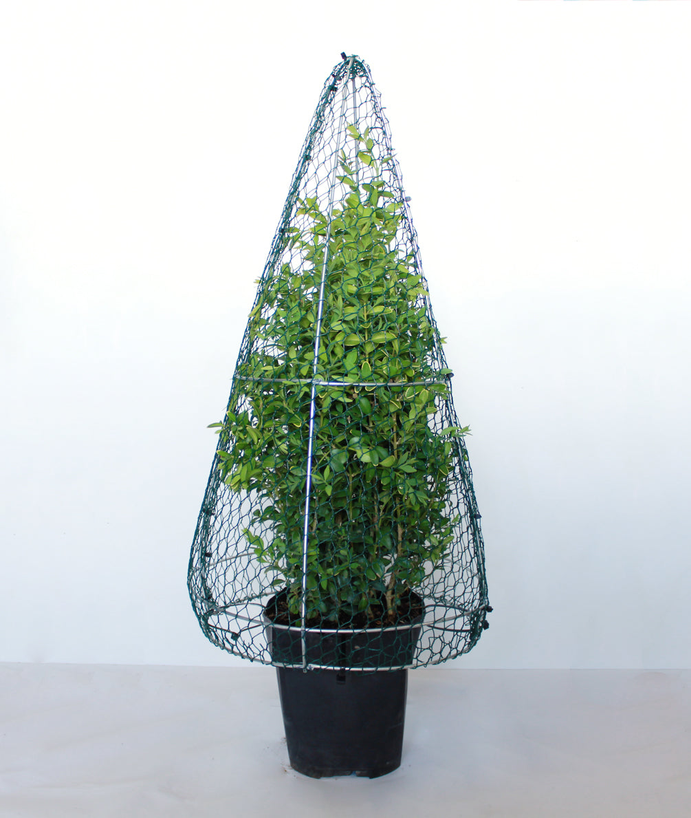 Cone Topiary Frame Extra Large 75cm High Top Topiary