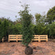 Prunus lusitanica Angustifolia / Portuguese Laurel : R/Ball Pot : 125-150cm High (exc pot)