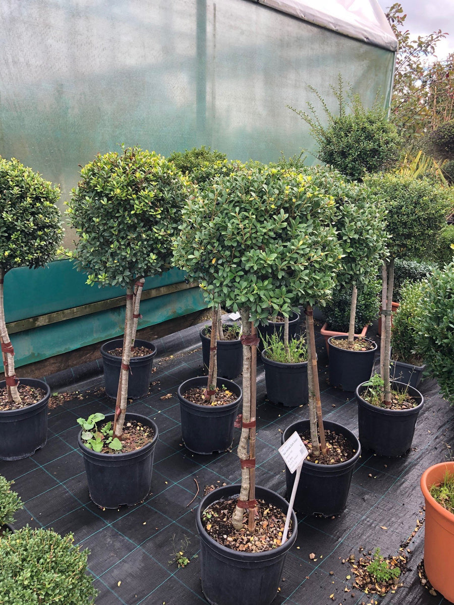 Hollyhock Plants Live Ilex Crenata (Japanese Holly) | North