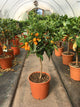 Kumquat / Citrus japonica 'Nagami'  : 5L : 40-50cm High (exc pot)