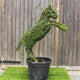 Topiary Horse (10L) - 90cm tall