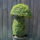 Topiary Mushroom (10L) - 55cm tall