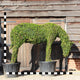 Topiary Pony Grazing - 130cm tall