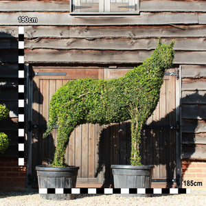 Topiary Pony - 190cm tall
