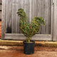 Topiary Rooster / Cockerel