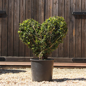 Topiary Love Heart