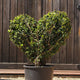 Topiary Love Heart