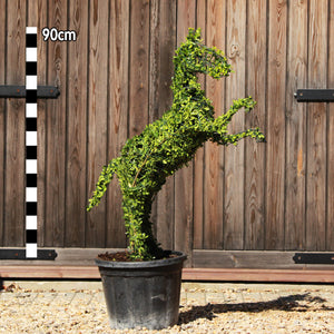 Topiary Prancing Horse - 90cm tall