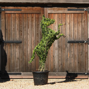 Topiary Prancing Horse - 140cm tall