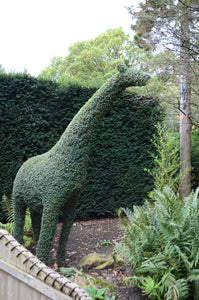Topiary Giraffe