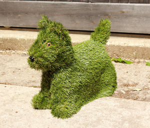 SALE PRICE Dog Scottish Terrier Artificial Grass