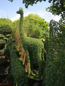 Topiary Giraffe