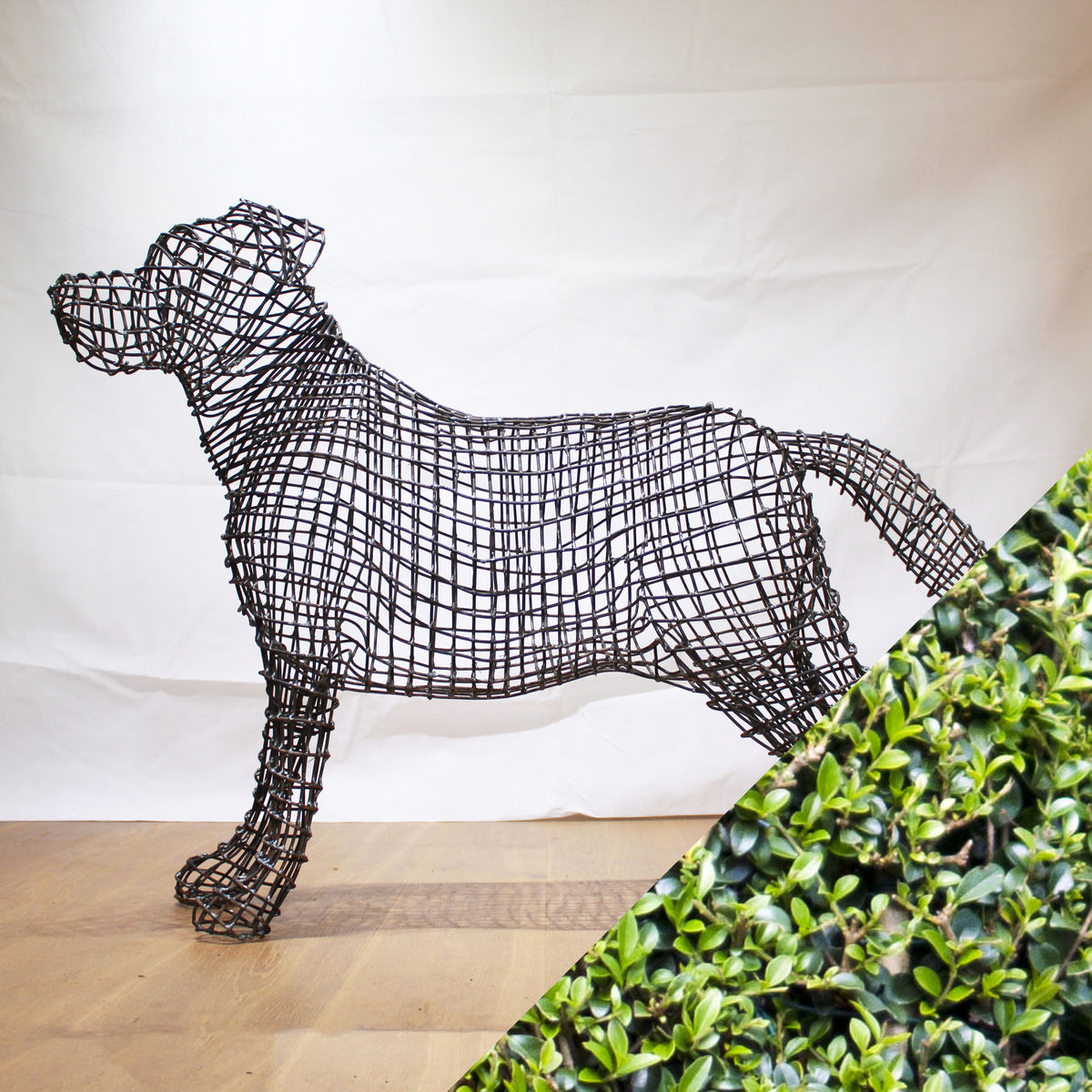 Ligustrum version of Labrador Dog Sculpture - 80cm tall – Top Topiary