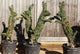 Ligustrum delavayanum / Box Leaf Privet Topiary Art : 15L : 80-100cm High (exc pot)