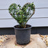 Topiary Love Heart (7.5L)