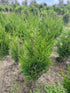 Western Red Cedar 'Atrovirens' – Root Ball Hedging
