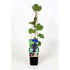 Vitis Vinifera Red