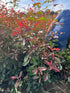 Red Robin – Root Ball Hedging