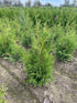 Thuja 'Brabant' – Root Ball Hedging