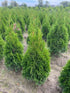 Thuja 'Smaragd' – Root Ball Hedging