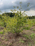Snowy Mespilus Multi-stem – Root Ball