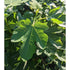 Ficus Carica