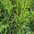 Thuja Occ. Smaragd