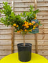 Citrus - Calamondin