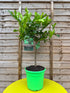 Citrus - Kaffir Lime