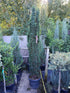Taxus Bac. Fastigata Robusta