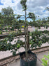 Malus domestica / Apple : Espalier : 165cm - 200cm exc Pot