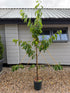 Prunus avium / Cherry 'Stella' : Fan Trained : 200cm-220cm exc Pot
