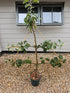 Malus domestica / Apple : Espalier : 150cm -180cm exc Pot