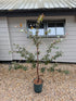 Malus x moe Profusion Improved : Fan Trained : 170cm - 200cm exc Pot