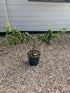 Pyrus communis / Pear 'Conference' : Stepover : 50cm - 70cm exc Pot