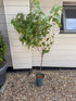 Ribes nigrum / Blackcurrant 'Titania' : 1/4 Standard : 160cm - 180cm exc Pot