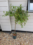 Ribes uva-crispa / Gooseberry 'Invicta' : 1/4 Standard : 130cm - 150cm exc Pot