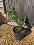 Ilex crenata / Topiary Horse : 10L Pot : 70-75m High (exc pot)