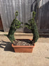 Lonicera nitida / Box Honeysuckle 'Two Friendly Hares' : 75cm - 80cm High (exc Pot)