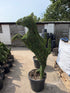 Topiary Prancing Horse - 140cm tall