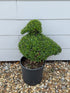 Topiary Duck (10L)